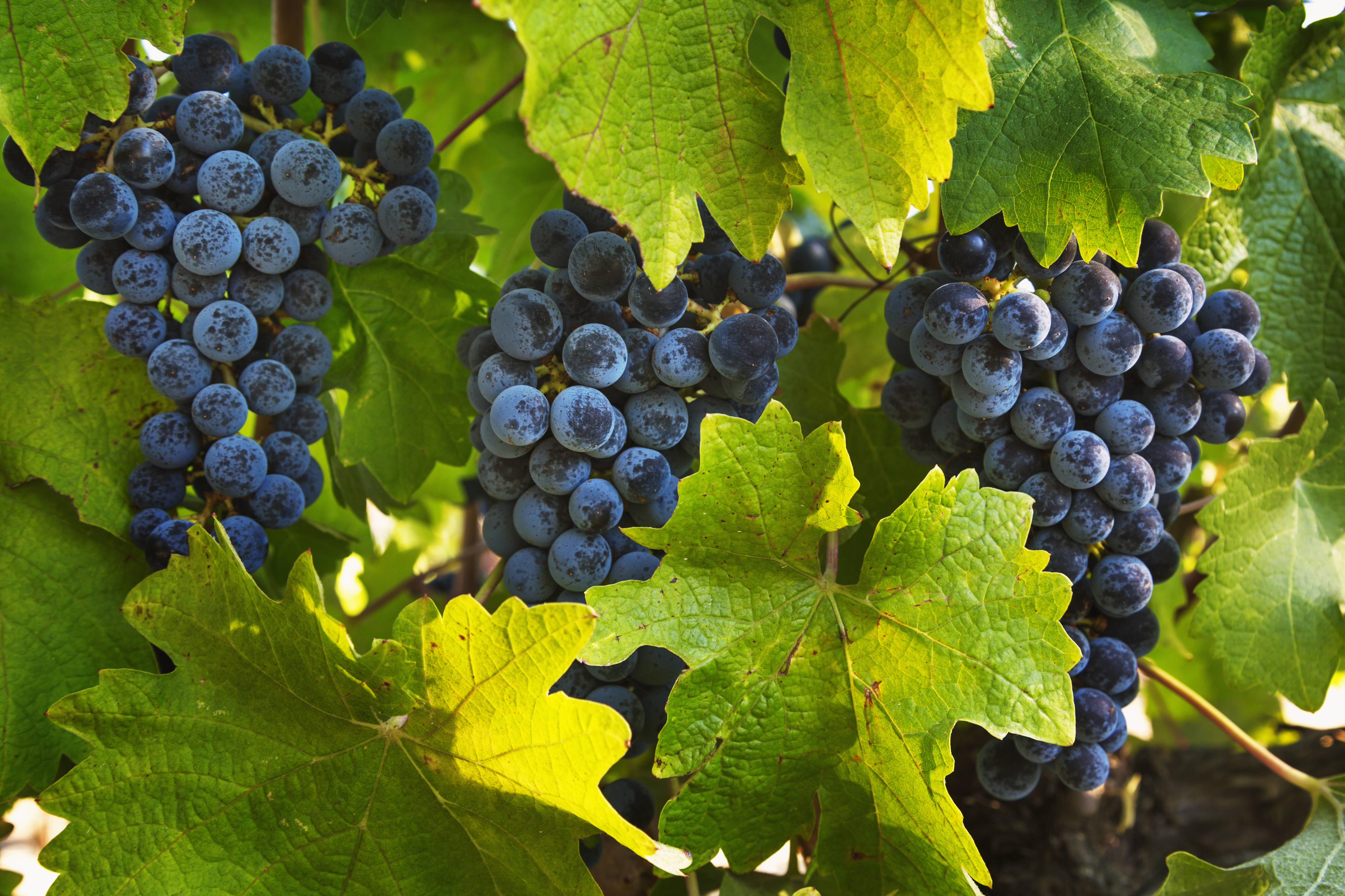 Grapes on a tree